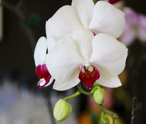 Preview wallpaper orchid, flower, bud, petals