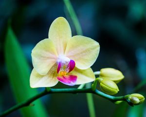 Preview wallpaper orchid, flower, bud, petals