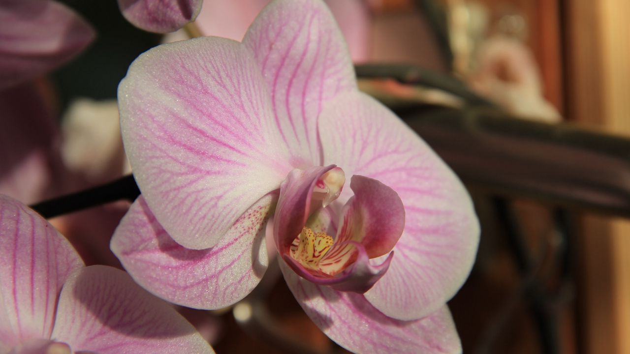 Wallpaper orchid, flower, close up, bud