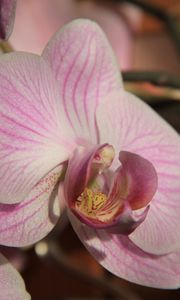 Preview wallpaper orchid, flower, close up, bud