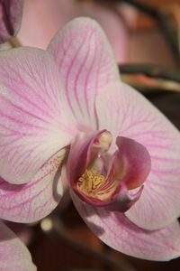 Preview wallpaper orchid, flower, close up, bud