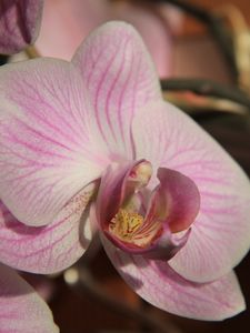 Preview wallpaper orchid, flower, close up, bud