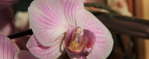 Preview wallpaper orchid, flower, close up, bud