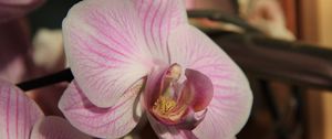 Preview wallpaper orchid, flower, close up, bud