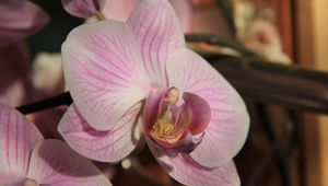 Preview wallpaper orchid, flower, close up, bud