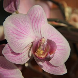 Preview wallpaper orchid, flower, close up, bud