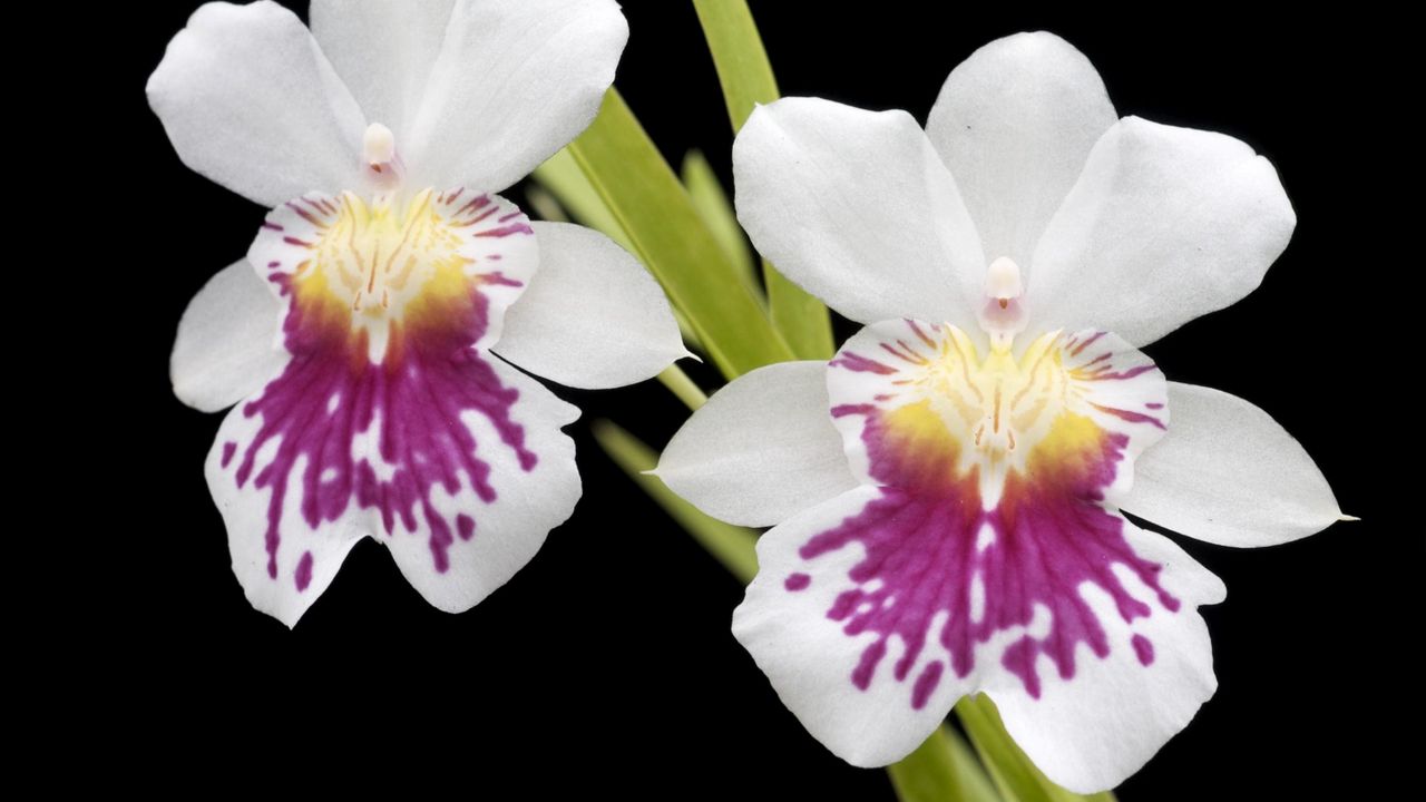 Wallpaper orchid, flower, close-up, black background