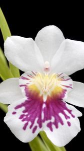 Preview wallpaper orchid, flower, close-up, black background