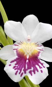 Preview wallpaper orchid, flower, close-up, black background