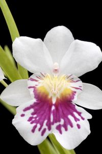 Preview wallpaper orchid, flower, close-up, black background