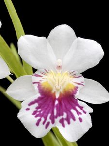 Preview wallpaper orchid, flower, close-up, black background