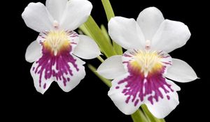 Preview wallpaper orchid, flower, close-up, black background