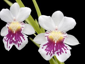 Preview wallpaper orchid, flower, close-up, black background