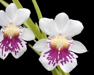 Preview wallpaper orchid, flower, close-up, black background