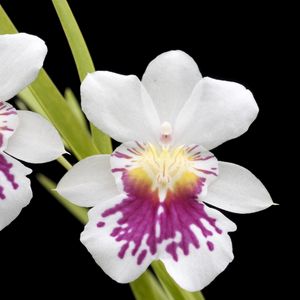 Preview wallpaper orchid, flower, close-up, black background