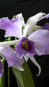 Preview wallpaper orchid, flower, exotic, close-up, black background