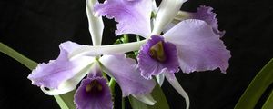 Preview wallpaper orchid, flower, exotic, close-up, black background