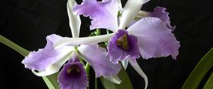 Preview wallpaper orchid, flower, exotic, close-up, black background