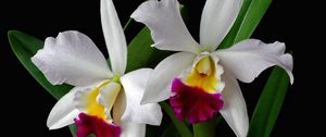 Preview wallpaper orchid, flower, exotic, leaf, two-tone