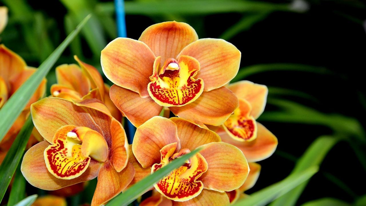 Wallpaper orchid, flower, exotic, close-up