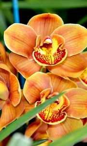 Preview wallpaper orchid, flower, exotic, close-up