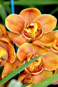 Preview wallpaper orchid, flower, exotic, close-up