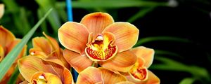 Preview wallpaper orchid, flower, exotic, close-up