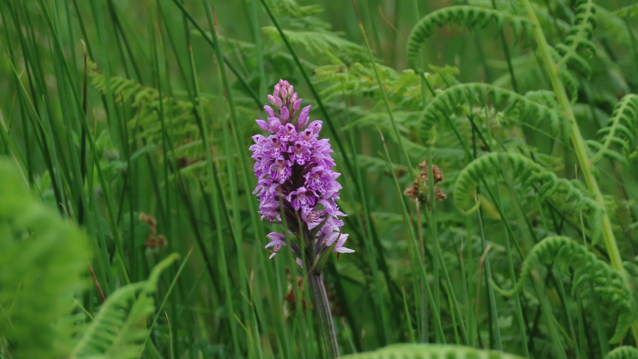 Wallpaper orchid, flower, grass, leaves