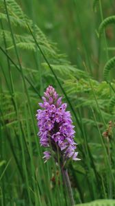 Preview wallpaper orchid, flower, grass, leaves