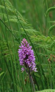 Preview wallpaper orchid, flower, grass, leaves