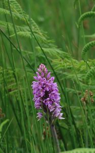 Preview wallpaper orchid, flower, grass, leaves