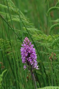 Preview wallpaper orchid, flower, grass, leaves