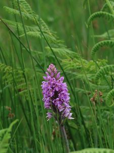 Preview wallpaper orchid, flower, grass, leaves
