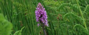 Preview wallpaper orchid, flower, grass, leaves
