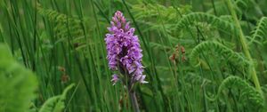 Preview wallpaper orchid, flower, grass, leaves