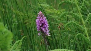 Preview wallpaper orchid, flower, grass, leaves