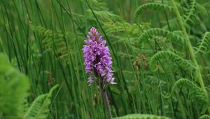 Preview wallpaper orchid, flower, grass, leaves