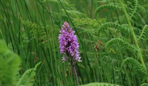 Preview wallpaper orchid, flower, grass, leaves