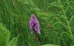 Preview wallpaper orchid, flower, grass, leaves