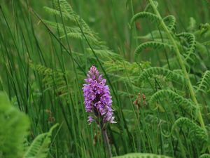 Preview wallpaper orchid, flower, grass, leaves