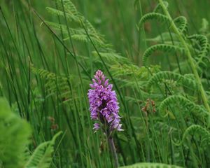 Preview wallpaper orchid, flower, grass, leaves