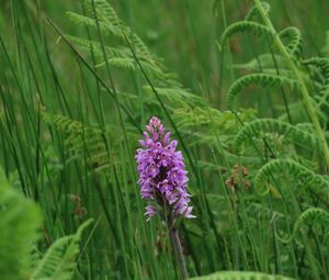 Preview wallpaper orchid, flower, grass, leaves