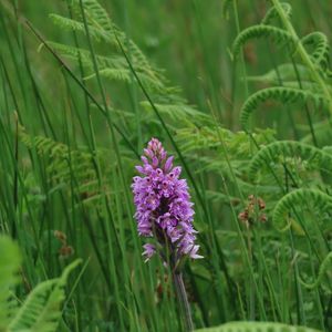 Preview wallpaper orchid, flower, grass, leaves