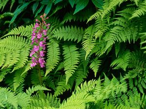 Preview wallpaper orchid, flower, green, leaves