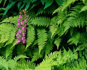 Preview wallpaper orchid, flower, green, leaves