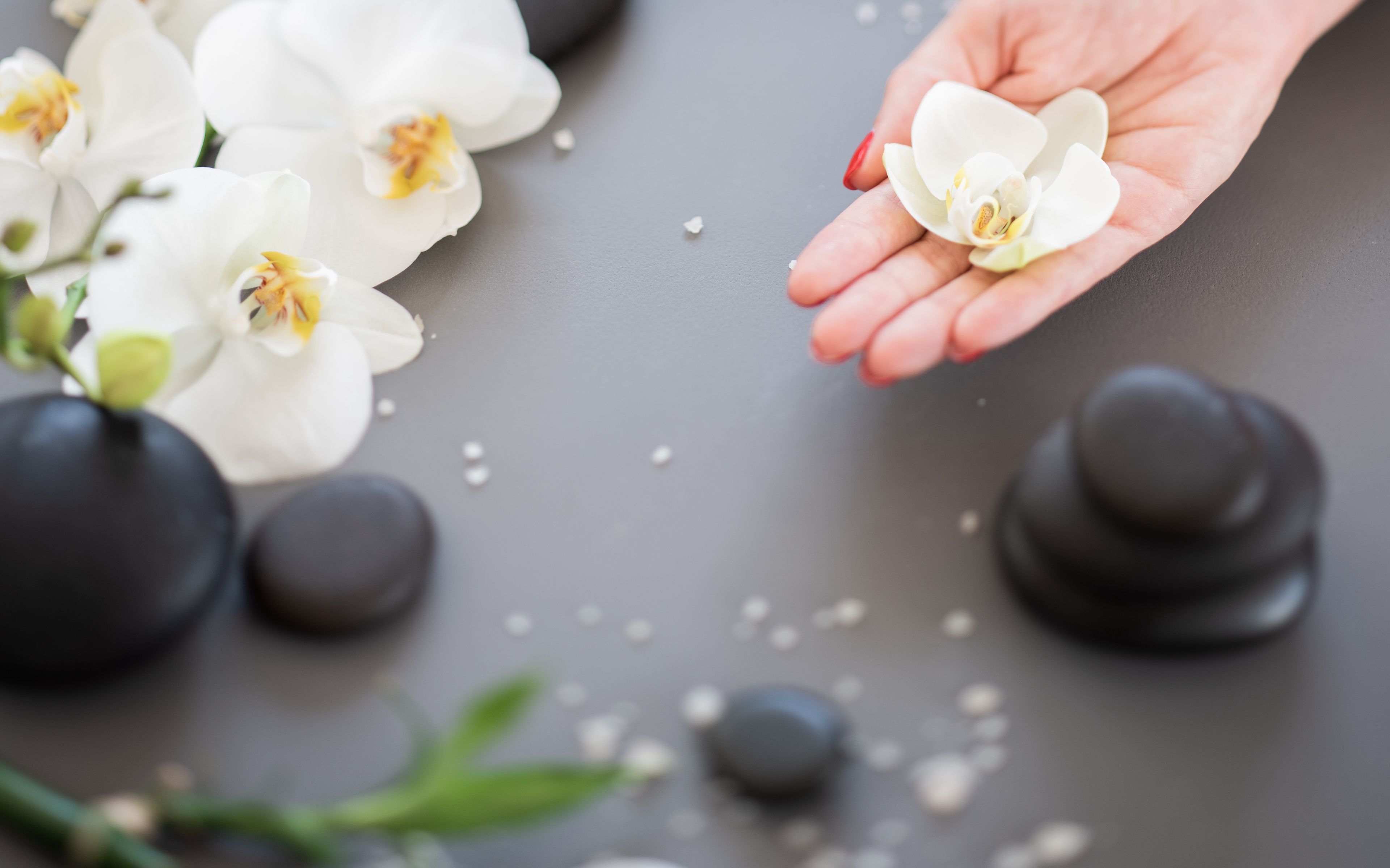 3840x2400 Wallpaper orchid, flower, hand, stone, aesthetics