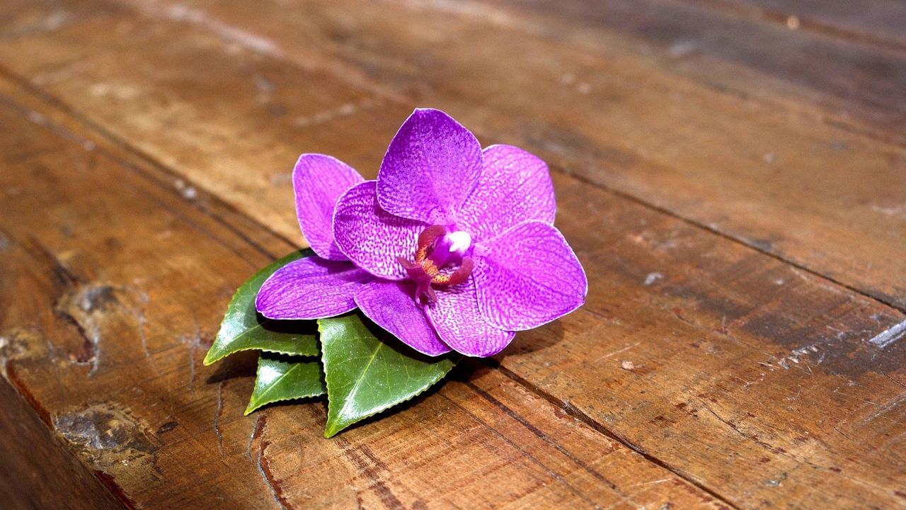 Wallpaper orchid, flower, leaves, wood, timber
