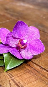 Preview wallpaper orchid, flower, leaves, wood, timber