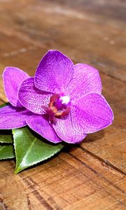 Preview wallpaper orchid, flower, leaves, wood, timber