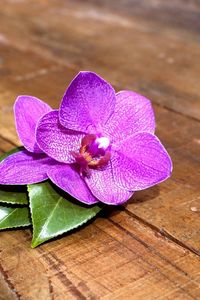 Preview wallpaper orchid, flower, leaves, wood, timber